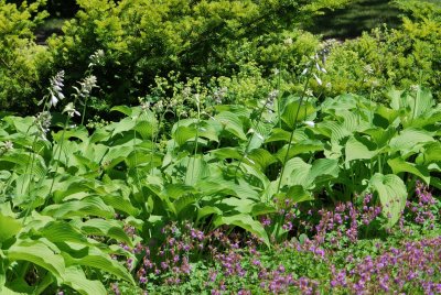 Hosta lancifolia - bohyška japonská - květenství a listy